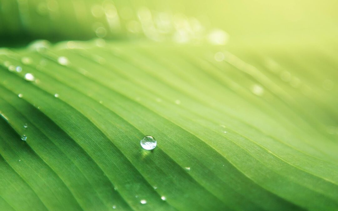 Il significato dei colori: il verde