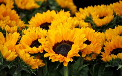 Il significato dei colori: il giallo